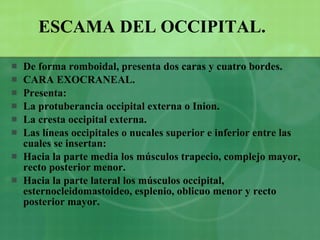 ESCAMA DEL OCCIPITAL. De forma romboidal, presenta dos caras y cuatro bordes. CARA EXOCRANEAL. Presenta: La protuberancia occipital externa o Inion. La cresta occipital externa. Las líneas occipitales o nucales superior e inferior entre las cuales se insertan: Hacia la parte media los músculos trapecio, complejo mayor, recto posterior menor. Hacia la parte lateral los músculos occipital, esternocleidomastoideo, esplenio, oblicuo menor y recto posterior mayor. 