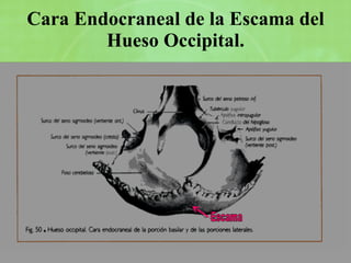 Cara Endocraneal de la Escama del Hueso Occipital. Escama 