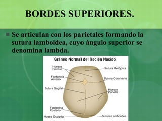 BORDES SUPERIORES.   Se articulan con los parietales formando la sutura lamboidea, cuyo ángulo superior se denomina lambda.  
