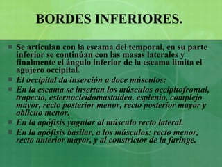 BORDES INFERIORES.   Se articulan con la escama del temporal, en su parte inferior se continúan con las masas laterales y finalmente el ángulo inferior de la escama limita el agujero occipital. El occipital da inserción a doce músculos: En la escama se insertan los músculos occipitofrontal, trapecio, esternocleidomastoideo, esplenio, complejo mayor, recto posterior menor, recto posterior mayor y oblicuo menor. En la apófisis yugular al músculo recto lateral. En la apófisis basilar, a los músculos: recto menor, recto anterior mayor, y al constrictor de la faringe. 