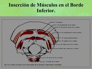 Inserción de Músculos en el Borde Inferior. 