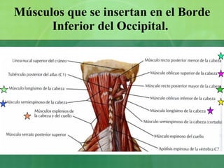 Músculos que se insertan en el Borde Inferior del Occipital.   