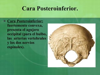 Cara Posteroinferior. Cara Posteroinferior:  fuertemente convexa, presenta el agujero occipital (para el bulbo, las  arterias vertebrales y los dos nervios espinales).   