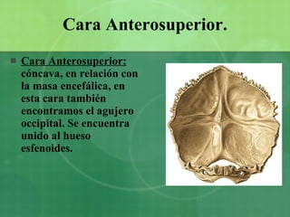 Cara Anterosuperior. Cara Anterosuperior:  cóncava, en relación con la masa encefálica, en esta cara también encontramos el agujero occipital. Se encuentra unido al hueso esfenoides. 