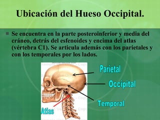 Ubicación del Hueso Occipital. Se encuentra en la parte posteroinferior y media del cráneo, detrás del esfenoides y encima del atlas (vértebra C1). Se articula además con los parietales y con los temporales por los lados. Atlas Parietal Occipital Temporal 