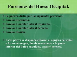 Porciones del Hueso Occipital. Se pueden distinguir las siguientes porciones: Porción Escamosa. Porción Condilar lateral izquierda. Porción Condilar lateral derecha. Porción Basilar. Estas partes se disponen entorno al agujero occipital o foramen magno, donde se encuentra la parte inferior del bulbo raquídeo, vasos y nervios.  