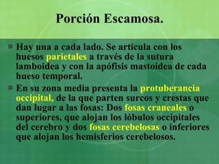 Porción Escamosa. Hay una a cada lado. Se articula con los huesos  parietales  a través de la   sutura lamboidea y con la apófisis mastoidea de cada hueso temporal.   En su zona media   presenta la  protuberancia occipital,  de la que parten surcos y crestas que dan lugar a las fosas: Dos  fosas craneales  o superiores, que alojan los lóbulos occipitales del cerebro y dos  fosas cerebelosas  o inferiores que alojan los hemisferios cerebelosos. 