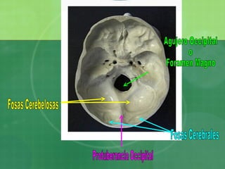 Protuberancia Occipital Fosas Cerebelosas Fosas Cerebrales Agujero Occipital o Foramen Magno 