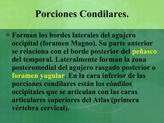 Porciones Condilares. Forman los bordes laterales del agujero occipital (foramen Magno). Su parte anterior se relaciona con el borde posterior del  peñasco  del temporal. Lateralmente forman la zona posteromedial del agujero rasgado posterior o  foramen yugular . En la cara inferior de las porciones condilares están los cóndilos occipitales que se articulan con las caras articulares superiores del Atlas (primera vértebra cervical). 