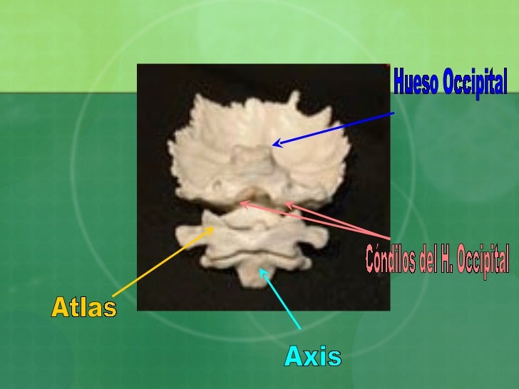 hueso-occipital-12-728.jpg