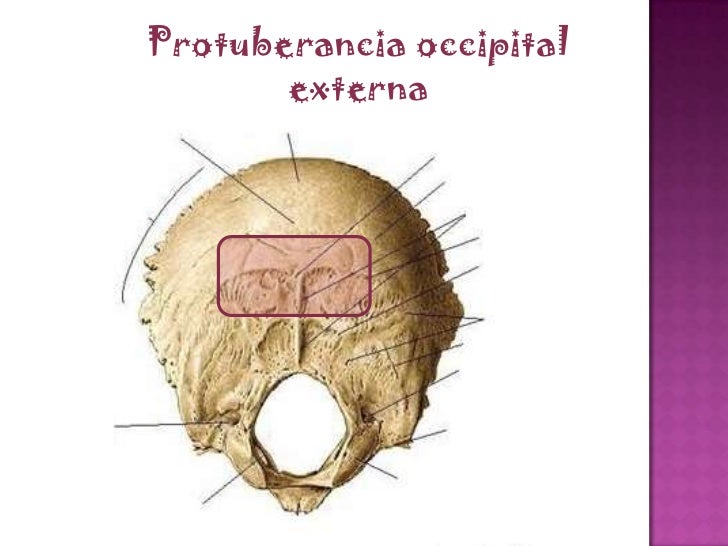 Hueso occipital