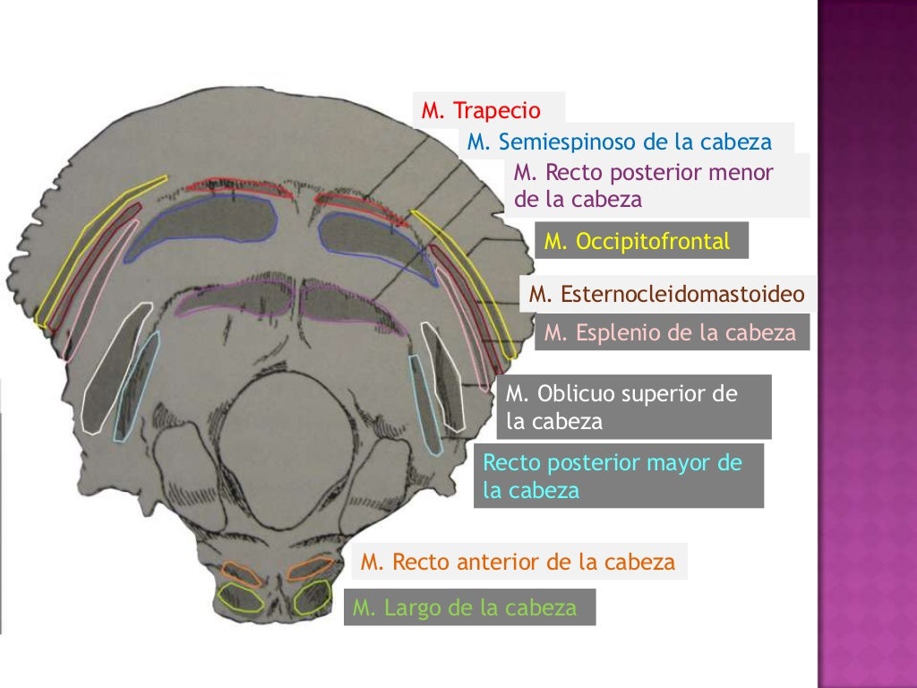 Hueso occipital