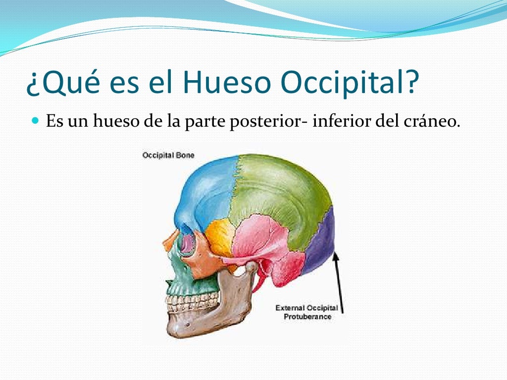 Hueso Occipital