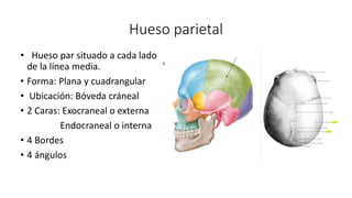 descripcion hueso occiptal y parietal en anoatomia | PPTX