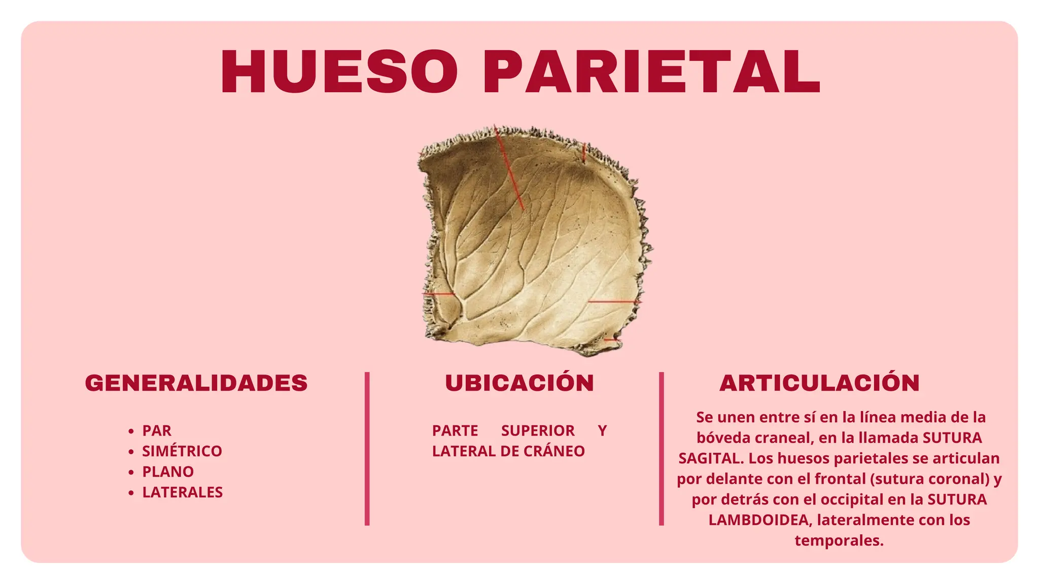 HUESO PARIETAL, CARACTERÍSTOCAS ANATÓMICAS | PDF