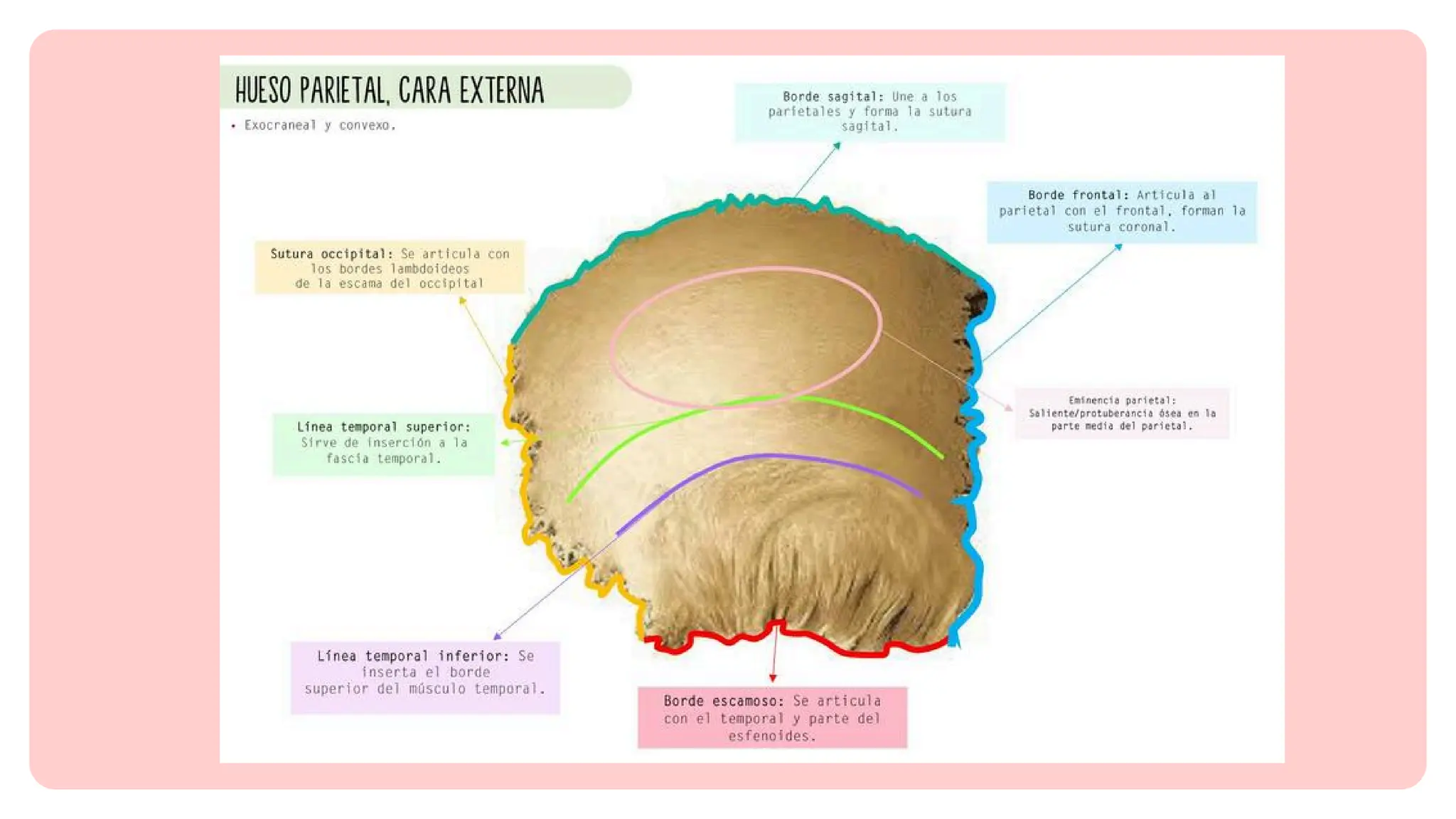 HUESO PARIETAL, CARACTERÍSTOCAS ANATÓMICAS | PDF