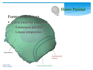 Hueso parieta y frontal | PPTX