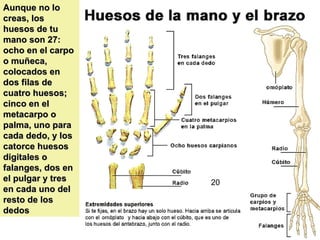 Aunque no lo creas, los huesos de tu mano son 27: ocho en el carpo o muñeca, colocados en dos filas de cuatro huesos; cinco en el metacarpo o palma, uno para cada dedo, y los catorce huesos digitales o falanges, dos en el pulgar y tres en cada uno del resto de los dedos  20 