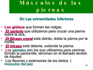 Músculos de las piernas   En Las extremidades inferiores  Los glúteos  que forman las nalgas. El sartorio  que utilizamos para cruzar una pierna sobre la otra. El Bíceps crural  está detrás, dobla la pierna por la rodilla. El tríceps  está delante, extiende la pierna. Los  gemelos  son los que utilizamos para caminar, forman la pantorrilla, terminan en el llamado tendón de Aquiles. Los flexores y extensores de los dedos. ( músculos del pie )  