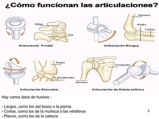 Hay varios tipos de huesos :  - Largos, como los del brazo o la pierna - Cortos, como los de la muñeca o las vértebras - Planos, como los de la cabeza 