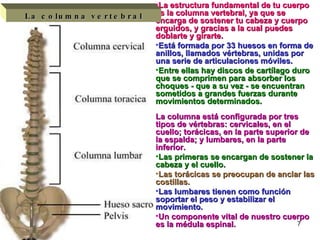 La estructura fundamental de tu cuerpo es la columna vertebral, ya que se encarga de sostener tu cabeza y cuerpo erguidos, y gracias a la cual puedes doblarte y girarte.  Está formada por 33 huesos en forma de anillos, llamados vértebras, unidas por una serie de articulaciones móviles.   Entre ellas hay discos de cartílago duro que se comprimen para absorber los choques - que a su vez - se encuentran sometidos a grandes fuerzas durante movimientos determinados. La columna está configurada por tres tipos de vértebras: cervicales, en el cuello; torácicas, en la parte superior de la espalda; y lumbares, en la parte inferior.   Las primeras se encargan de sostener la cabeza y el cuello. Las torácicas se preocupan de anclar las costillas.   Las lumbares tienen como función soportar el peso y estabilizar el movimiento. Un componente vital de nuestro cuerpo es la médula espinal.   La columna vertebral 