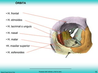 ÓRBITA


        • H. frontal

        • H. etmoides

        • H. lacrimal o unguis

        • H. nasal

        • H. malar

        •H. maxilar superior

        • H. esfenoides




Miguel Ángel Alonso Díaz            Huesos del cráneo y de la cara   15
 