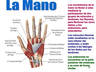 33
Los movimientos de laLos movimientos de la
mano se llevan a cabomano se llevan a cabo
mediante lamediante la
participación de dosparticipación de dos
grupos de músculos ygrupos de músculos y
tendones: los flexores,tendones: los flexores,
para flexionar los cincopara flexionar los cinco
dedos, y losdedos, y los
extensores, paraextensores, para
extenderlos.extenderlos.
Los músculos flexoresLos músculos flexores
están localizados en laestán localizados en la
cara inferior delcara inferior del
antebrazo, y estánantebrazo, y están
unidos a las falangesunidos a las falanges
de los dedos por losde los dedos por los
tendones.tendones.
Los extensores seLos extensores se
encuentran en la parteencuentran en la parte
posterior del antebrazoposterior del antebrazo
y se unen de formay se unen de forma
similarsimilar.
 