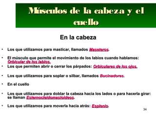 34
Músculos de la cabeza y elMúsculos de la cabeza y el
cuellocuello
Músculos de la cabeza y elMúsculos de la cabeza y el
cuellocuello
En la cabezaEn la cabeza
• Los que utilizamos para masticar, llamadosLos que utilizamos para masticar, llamados MaseterosMaseteros..
• El músculo que permite el movimiento de los labios cuando hablamos:El músculo que permite el movimiento de los labios cuando hablamos:
Orbicular de los labios.Orbicular de los labios.
• Los que permiten abrir o cerrar los párpados:Los que permiten abrir o cerrar los párpados: Orbiculares de los ojos.Orbiculares de los ojos.
• Los que utilizamos para soplar o silbar, llamadosLos que utilizamos para soplar o silbar, llamados Bucinadores.Bucinadores.
• En el cuelloEn el cuello
• Los que utilizamos para doblar la cabeza hacia los lados o para hacerla girar:Los que utilizamos para doblar la cabeza hacia los lados o para hacerla girar:
se llamanse llaman EsternocleidomastoideosEsternocleidomastoideos..
• Los que utilizamos para moverla hacia atrás:Los que utilizamos para moverla hacia atrás: EsplenioEsplenio..
 