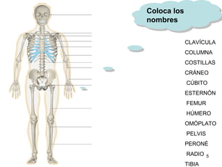 5
CLAVÍCULA  
COLUMNA  
COSTILLAS 
CRÁNEO  
 CÚBITO    
ESTERNÓN 
 FEMUR
 HÚMERO    
OMÓPLATO   
 PELVIS    
PERONÉ   
 RADIO    
TIBIA     
Coloca los
nombres
Coloca los
nombres
 