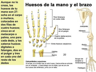 Aunque no lo
creas, los
huesos de tu
mano son 27:
ocho en el carpo
o muñeca,
colocados en
dos filas de
cuatro huesos;
cinco en el
metacarpo o
palma, uno para
cada dedo, y los
catorce huesos
digitales o
falanges, dos en
el pulgar y tres   20
en cada uno del
resto de los
dedos
                        20
 