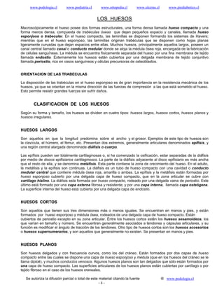 www.podologia.cl        www.podiatria.cl      www.ortopedia.cl        www.ulceras.cl       www.piediabetico.cl


                                                 LOS HUESOS
Macroscópicamente el hueso posee dos formas estructurales, una forma densa llamada hueso compacto y una
forma menos densa, compuesta de trabéculas óseas que dejan pequeños espacio y canales, llamada hueso
esponjoso o trabecular. En el hueso compacto, las laminillas se disponen formando los sistemas de Havers;
mientras que en el hueso esponjoso, las laminillas originan trabéculas que se disponen como hojas planas
ligeramente curvadas que dejan espacios entre ellas. Muchos huesos, principalmente aquellos largos, poseen un
canal central llamado canal o conducto medular donde se aloja la médula ósea roja, encargada de la fabricación
de células sanguíneas. La médula se encuentra físicamente separada del hueso por una fina membrana de tejido
llamada endostio. Externamente los huesos están cubiertos por una delgada membrana de tejido conjuntivo
llamada periostio, rico en vasos sanguíneos y células precursoras de osteoblastos.


ORIENTACION DE LAS TRABECULAS

La disposición de las trabéculas en el hueso esponjoso es de gran importancia en la resistencia mecánica de los
huesos, ya que se orientan en la misma dirección de las fuerzas de compresión a las que está sometido el hueso.
Esto permite resistir grandes fuerzas sin sufrir daños.


        CLASIFICACION DE LOS HUESOS
Según su forma y tamaño, los huesos se dividen en cuatro tipos: huesos largos, huesos cortos, huesos planos y
huesos irregulares.


HUESOS LARGOS

Son aquellos en que la longitud predomina sobre el ancho y el grosor. Ejemplos de este tipo de huesos son
la clavícula, el húmero, el fémur, etc. Presentan dos extremos, generalmente articulares denominados epífisis, y
una región central alargada denominada diáfisis o cuerpo.

Las epífisis pueden ser totalmente cartilaginosas o, si ha comenzado la osificación, estar separadas de la diáfisis
por medio de discos epifisiarios cartilaginosos. La parte de la diáfisis adyacente al disco epifisiario es más ancha
que el resto de ella, y se denomina metáfisis. Esta parte contiene la zona de crecimiento del hueso. En el adulto,
la metáfisis y la epífisis son continuas. La diáfisis es un tubo de hueso compacto con una cavidad o conducto
medular central que contiene médula ósea roja, amarilla o ambas. La epífisis y la metáfisis están formadas por
hueso esponjoso cubierto por una delgada capa de hueso compacto, que en la zona articular se cubre con
cartílago hialino. La diáfisis esta formada por hueso compacto, rodeado por una delgada vaina de periostio. Este
último está formado por una capa externa fibrosa y resistente; y por una capa interna, llamada capa osteógena.
La superficie interna del hueso está cubierta por una delgada capa de endostio.


HUESOS CORTOS

Son aquellos que tienen sus tres dimensiones más o menos iguales. Se encuentran en manos y pies, y están
formados por hueso esponjoso y médula ósea, rodeados de una delgada capa de hueso compacto. Están
cubiertos de periostio excepto en su zona articular. Entre los huesos cortos están los huesos sesamoídeos, los
que varían en tamaño y número. Se encuentran generalmente asociados a tendones y cápsulas articulares, y su
función es modificar el ángulo de tracción de los tendones. Otro tipo de huesos cortos son los huesos accesorios
o huesos supernumerarios, y son aquellos que generalmente no existen. Se presentan en manos y pies.


HUESOS PLANOS

Son huesos delgados y con frecuencia curvos, como los del cráneo. Están formados por dos capas de hueso
compacto entre las cuales se dispone una capa de hueso esponjoso y médula (que en los huesos del cráneo se le
llama diploë), y muchos conductos venosos. Algunos huesos planos son tan delgados que sólo están formados por
una capa de hueso compacto. Las superficies articulares de los huesos planos están cubiertas por cartílago o por
tejido fibroso en el caso de los huesos craneales.

   Se autoriza la difusión parcial o total de este material citando la fuente               ® www.podologia.cl
                                                   -4-
 