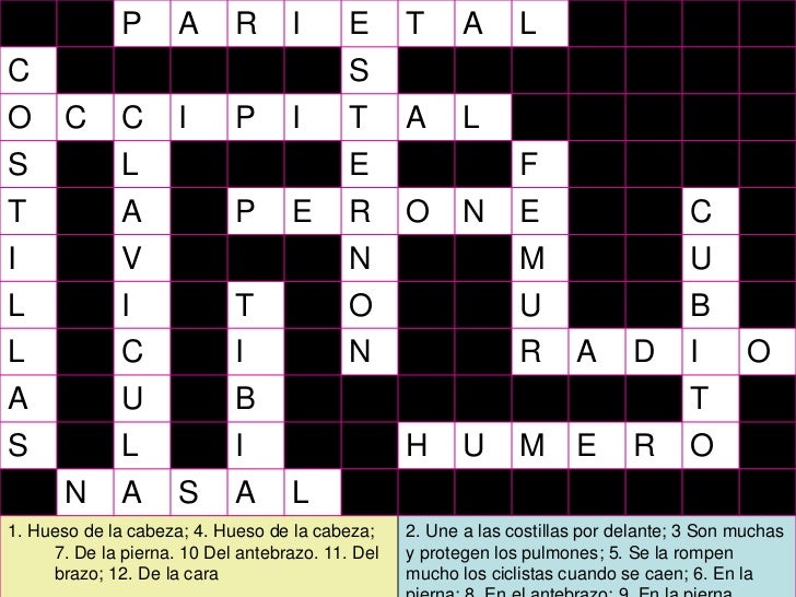 Hueso De La Cadera Crucigrama Huesos