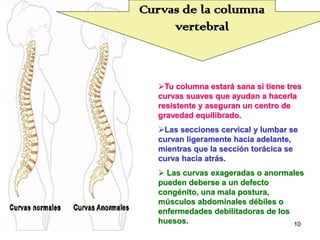 Curvas de la columna
     vertebral



   Tu columna estará sana si tiene tres
   curvas suaves que ayudan a hacerla
   resistente y aseguran un centro de
   gravedad equilibrado.
   Las secciones cervical y lumbar se
   curvan ligeramente hacia adelante,
   mientras que la sección torácica se
   curva hacia atrás.
    Las curvas exageradas o anormales
   pueden deberse a un defecto
   congénito, una mala postura,
   músculos abdominales débiles o
   enfermedades debilitadoras de los
   huesos.                           10
 