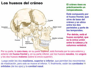 El cráneo óseo es
                                                                  prácticamente un
                                                                  rompecabezas.
                                                                  Está compuesto por
                                                                  el hueso frontal, que
                                                                  sirve de base del
                                                                  cráneo y se ubica
                                                                  entre los dos
                                                                  parietales y parte de
                                                                  los temporales.
                                                                   Por detrás, está el
                                                                  hueso occipital, que
                                                                  es la única unión
                                                                  entre la cabeza y la
                                                                  columna vertebral.

Por su parte, la cara ósea, en su parte superior, está formada por la cara externa y
anterior del hueso frontal y, en su parte inferior, por los huesos nasales, los unguis
y los dos huesos malares (sobre la encía superior).
 Luego están los dos maxilares, superior e inferior, que permiten los movimientos
de masticación, pero solo se mueve el inferior. Y, finalmente, están las cavidades 13
orbitales (de los ojos) y la cavidad nasal.
 