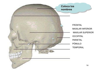 Coloca los
nombres




        FRONTAL
        MAXILAR INFERIOR
         MAXILAR SUPERIOR
        OCCIPITAL
        PARIETAL
        PÓMULO
        TEMPORAL




                    14
 