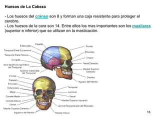 Huesos de La Cabeza

- Los huesos del cráneo son 8 y forman una caja resistente para proteger el
cerebro.
- Los huesos de la cara son 14. Entre ellos los mas importantes son los maxilares
(superior e inferior) que se utilizan en la masticación.




                                                                              16
 
