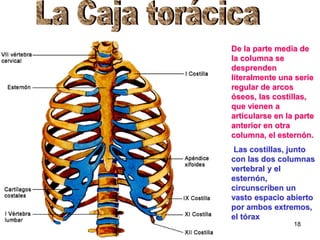 De la parte media de
la columna se
desprenden
literalmente una serie
regular de arcos
óseos, las costillas,
que vienen a
articularse en la parte
anterior en otra
columna, el esternón.
 Las costillas, junto
con las dos columnas
vertebral y el
esternón,
circunscriben un
vasto espacio abierto
por ambos extremos,
el tórax
                 18
 
