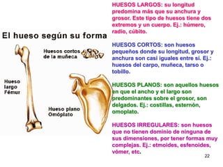 HUESOS LARGOS: su longitud
predomina más que su anchura y
grosor. Este tipo de huesos tiene dos
extremos y un cuerpo. Ej.: húmero,
radio, cúbito.

HUESOS CORTOS: son huesos
pequeños donde su longitud, grosor y
anchura son casi iguales entre sí. Ej.:
huesos del carpo, muñeca, tarso o
tobillo.

HUESOS PLANOS: son aquellos huesos
en que el ancho y el largo son
predominantes sobre el grosor, son
delgados. Ej.: costillas, esternón,
omoplato.

HUESOS IRREGULARES: son huesos
que no tienen dominio de ninguna de
sus dimensiones, por tener formas muy
complejas. Ej.: etmoides, esfenoides,
vómer, etc.
                                   22
 