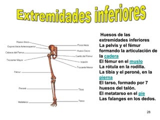 Huesos de las
extremidades inferiores
La pelvis y el fémur
formando la articulación de
la cadera
El fémur en el muslo
La rótula en la rodilla.
La tibia y el peroné, en la
pierna
El tarso, formado por 7
huesos del talón.
El metatarso en el pie
Las falanges en los dedos.

                      28
 