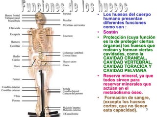 • Los huesos del cuerpo
  humano presentan
  diferentes funciones
  como son :
• Sostén
• Protección (cuya función
  es la de proteger ciertos
  órganos) los huesos que
  rodean y forman ciertas
  cavidades, como la
  CAVIDAD CRANEAL,
  CAVIDAD VERTEBRAL,
  CAVIDAD TORACICA Y
  CAVIDAD PELVIANA
• Reserva mineral, ya que
  todos sirven para
  reservar minerales que
  actúan en el
  metabolismo óseo.
• Formación de sangre,
  (excepto los huesos
  cortos, que no tienen
  esta capacidad).     3
 