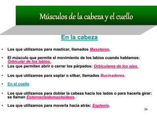 Músculos de la cabeza y el cuello

                                En la cabeza
•   Los que utilizamos para masticar, llamados Maseteros.

•   El músculo que permite el movimiento de los labios cuando hablamos:
    Orbicular de los labios.
•   Los que permiten abrir o cerrar los párpados: Orbiculares de los ojos.

•   Los que utilizamos para soplar o silbar, llamados Bucinadores.

•   En el cuello

•   Los que utilizamos para doblar la cabeza hacia los lados o para hacerla girar:
    se llaman Esternocleidomastoideos.

•   Los que utilizamos para moverla hacia atrás: Esplenio.
                                                                             34
 