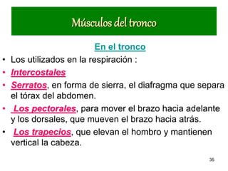 Músculos del tronco
                           En el tronco
•   Los utilizados en la respiración :
•   Intercostales
•   Serratos, en forma de sierra, el diafragma que separa
    el tórax del abdomen.
•    Los pectorales, para mover el brazo hacia adelante
    y los dorsales, que mueven el brazo hacia atrás.
•    Los trapecios, que elevan el hombro y mantienen
    vertical la cabeza.
                                                     35
 