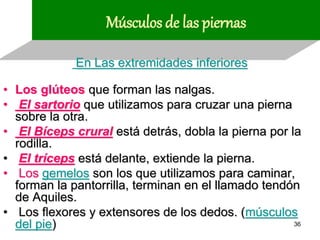 Músculos de las piernas

             En Las extremidades inferiores

• Los glúteos que forman las nalgas.
• El sartorio que utilizamos para cruzar una pierna
  sobre la otra.
• El Bíceps crural está detrás, dobla la pierna por la
  rodilla.
• El tríceps está delante, extiende la pierna.
• Los gemelos son los que utilizamos para caminar,
  forman la pantorrilla, terminan en el llamado tendón
  de Aquiles.
• Los flexores y extensores de los dedos. (músculos
  del pie)                                           36
 
