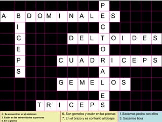 P
A            B         D O M              I       N A             L       E      S
             I                                                            C
             C                                    D E             L       T      O I            D E          S
             E                                                            O
             P                            C U A D R I                                    C E          P S
             S                                                            A
                                          G E             M E             L      O S

                                                                          E
                                 T R      I       C E             P       S
2. Se encuentran en el abdomen                6. Son gemelos y están en las piernas     1.Sacamos pecho con ellos
                                                                                                          38
3. Están en las extremidades superiores       7. En el brazo y es contrario al biceps   3. Sacamos bola
5. En la pierna
 