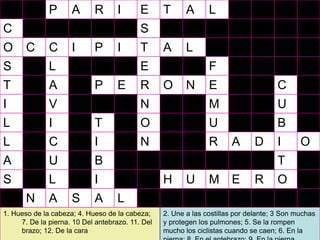P      A      R       I      E      T      A      L
C                                          S
O      C      C      I      P       I      T      A      L
S             L                            E                    F
T             A             P       E      R      O      N      E                     C
I             V                            N                    M                     U
L             I             T              O                    U                     B
L             C             I              N                    R      A      D       I      O
A             U             B                                                         T
S             L             I                     H      U      M      E      R       O
       N      A      S      A       L
1. Hueso de la cabeza; 4. Hueso de la cabeza;     2. Une a las costillas por delante; 3 Son muchas
     7. De la pierna. 10 Del antebrazo. 11. Del   y protegen los pulmones; 5. Se la rompen40
     brazo; 12. De la cara                        mucho los ciclistas cuando se caen; 6. En la
 