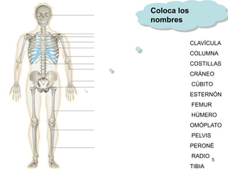 Coloca los
nombres

             CLAVÍCULA
             COLUMNA
             COSTILLAS
             CRÁNEO
             CÚBITO
             ESTERNÓN
             FEMUR
             HÚMERO
             OMÓPLATO
             PELVIS
             PERONÉ
             RADIO
                      5
             TIBIA
 