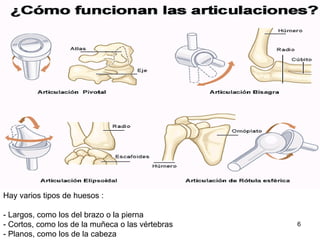 Hay varios tipos de huesos :

- Largos, como los del brazo o la pierna
- Cortos, como los de la muñeca o las vértebras   6
- Planos, como los de la cabeza
 