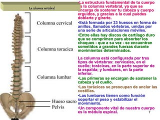 •La estructura fundamental de tu cuerpo
La columna vertebral   es la columna vertebral, ya que se
                       encarga de sostener tu cabeza y cuerpo
                       erguidos, y gracias a la cual puedes
                       doblarte y girarte.
                       •Está formada por 33 huesos en forma de
                       anillos, llamados vértebras, unidas por
                       una serie de articulaciones móviles.
                       •Entre ellas hay discos de cartílago duro
                       que se comprimen para absorber los
                       choques - que a su vez - se encuentran
                       sometidos a grandes fuerzas durante
                       movimientos determinados.
                       La columna está configurada por tres
                       tipos de vértebras: cervicales, en el
                       cuello; torácicas, en la parte superior de
                       la espalda; y lumbares, en la parte
                       inferior.
                       •Las primeras se encargan de sostener la
                       cabeza y el cuello.
                       •Las torácicas se preocupan de anclar las
                       costillas.
                       •Las lumbares tienen como función
                       soportar el peso y estabilizar el
                       movimiento.
                       •Un componente vital de nuestro cuerpo
                       es la médula espinal.                  7
 