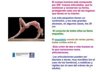 El cuerpo humano está compuesto
por 206 huesos articulados, que lo
sostienen y conservan su forma,
protegiendo cada uno de los órganos
que tienes en tu interior.
Los más pequeños tienen un
centímetro, y los más grandes
alcanzan, en algunos casos, los 30
cm
 El conjunto de todos ellos se llama
esqueleto.

El esqueleto consta de varias partes,
todas unidas entre sí.
 Esta unión de dos o más huesos es
lo que conocemos como
articulaciones.
 Las articulaciones pueden ser
blandas o duras; muy movibles (en el
caso de los hombros), o estáticas y
rígidas (en el caso del cráneo de un
                                 1
adulto).
 