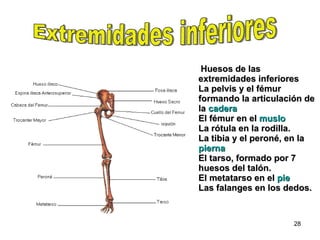 Huesos de las extremidades inferiores  La pelvis y el fémur formando la articulación de la  cadera  El fémur en el  muslo   La rótula en la rodilla. La tibia y el peroné, en la  pierna   El tarso, formado por 7 huesos del talón. El metatarso en el  pie  Las falanges en los dedos. Extremidades inferiores 